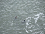 FZ010455 Two seals at Worms head, Rhossili.jpg